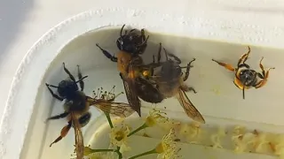 Бджоли Андрени Літять на Квіти в прямому етері! Відпускаємо! #бджоли #entomology