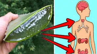 6 Reasons Why Every Home Should Have An Aloe Vera Plant