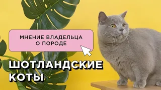 ШОТЛАНДСКИЕ КОТЫ: МНЕНИЕ ВЛАДЕЛЬЦА О ПОРОДЕ / СКОТТИШ СТРАЙТ И СКОТТИШ ФОЛД