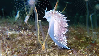 Norway Underwater - Hilde Selvikvåg "Anemone"