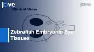 Microdissection Of Zebrafish Embryonic Eye Tissues l Protocol Preview