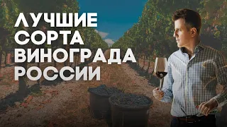 Какие сорта винограда растут в России. Русские сорта и советские гибриды. Автохтоны. #Негоциант