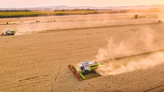 🌾 Žatva 2023 (Harvest 2023) | Claas Lexion 8900tt | 8800tt | 780tt | 7600