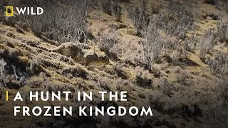 Snow Leopard vs Yak | The Frozen Kingdom of The Snow Leopard | Nat Geo Wild