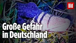 Lebendiges Krokodil in Bach entdeckt | Mitten in Deutschland