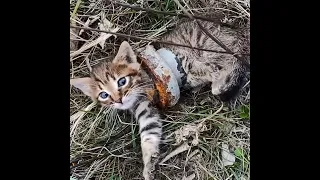 A kitten was found stuck in Iron Pipe!! | Animal rescue