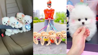 Tik Tok Chó Phốc Sóc Mini 😍 Funny and Cute Pomeranian #285