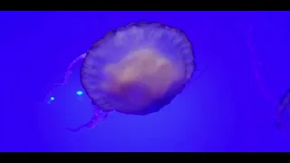 Jellyfishes on the move