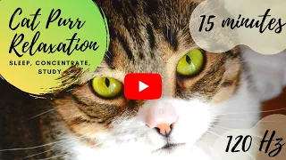 15 Minutes of Intense Cat Purring | Relaxation, Sleep, Concentration, ASMR, White Noise, binaural