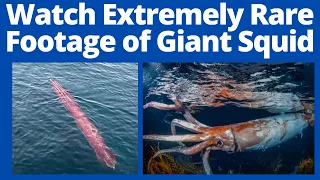 Watch Extremely Rare Footage of Giant Squid With 'Thick Arms', Video Viral