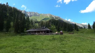 Stâna din GRIND - Munții Piatra Craiului | 700 de oi și peste 60 de vaci | Povești ciobănești 2022