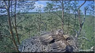 Spilve atnes priedes zariņu / Spilve brings a pine twig LVM Klinšu ērglis - Golden Eagle