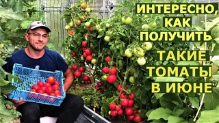 Что делали, чтобы в июне собрать урожай томатов в Подмосковье?