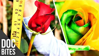 World's Biggest Rose  - Up to Five Foot Tall | Did You Know? | Doc Bites