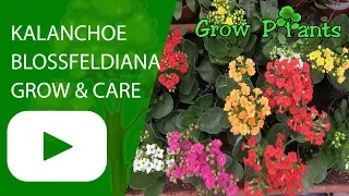 Kalanchoe blossfeldiana - How to grow