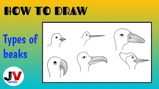 different types of beak drawing|how to draw bird beaks|draw different types of breaks of bird