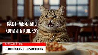 Как правильно кормить кошку? 😼 10 основ правильного кормления кошки 😻