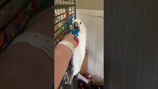 Umbrella cockatoo loves pacifiers