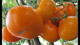 Какие томаты поспели у меня в июне в теплице и на улице. 70 сортов в одном видео - кусты и плоды.