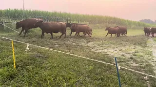 Cattle drive in a serious drought.