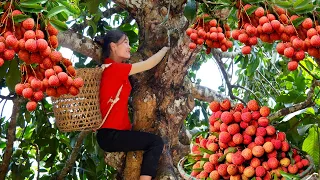 Ella Harvesting Duck Eggs, Lychee Go to the market to sell