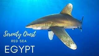 RED SEA WONDERS︱ELPHINSTONE/MARSA ALAM︱SOUTHERN  EGYPT︱WORLD BEST DIVING︱4K VIDEO