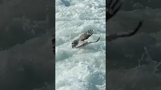 Osprey gets trapped in a huge wave and almost drowns.