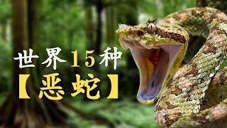 动物 2021: 2021年 动物｜世界15种【恶蛇】｜毒蛇｜坏蛇｜黑曼巴蛇｜眼镜王蛇｜加蓬咝蝰｜动物世界