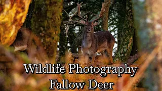 An Incredible morning of Wildlife Photography | Fallow Deer 🦌