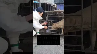 Rescued from slaughter