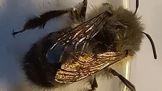 Пушистые Земляные Одиночные Пчелы Антофора и Андрена: Какие Они? Есть Разница?? #bees