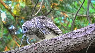 Barred Owlet With A Snake  Bowen Park,  Nanaimo B.C.