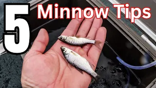 5 Essential Minnow Tricks That Every Ice Angler Should Know!