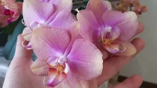Роскошь домашнего цветения моих орхидей.Зацвела новинка.