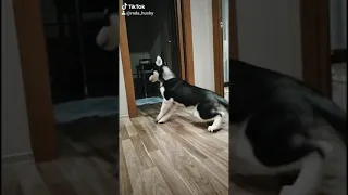 ХАСКИ ПРАНК HUSKY PRANK