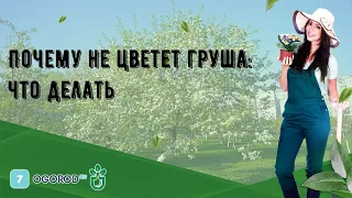 Почему не цветет груша: что делать