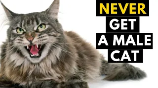 12 Reasons Why you should Never Ever Adopt Male cat