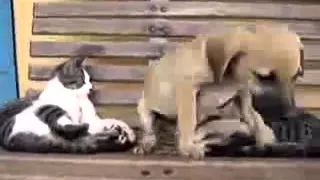 kitties and puppy play щенок играет с котятами на лавочке в деревне