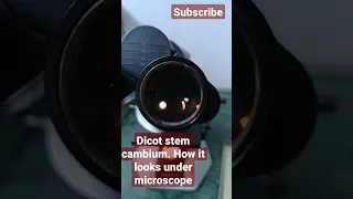 Dicot stem cambium under 4x microscope