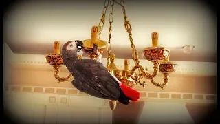 РЖАЧНЫЙ ПОПУГАЙ ЖАКО ПЕТРУНЯ😂🐦