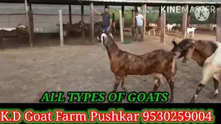 #powerful#Sirohi#breeder🔱 goat breeding🔱 got meeting goat crossing Bakri hit mei hai kaise pahchane🔱