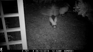 This baby skunk is stomping and grumping at another baby skunk.