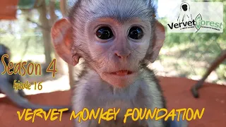 Orphan Baby monkeys Dirkules, Yeliz and Viktor visit their new home
