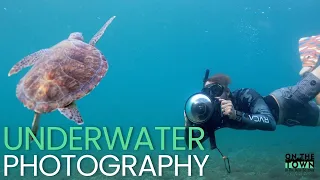 Swimming With Sea Turtles To Get The Perfect Shot