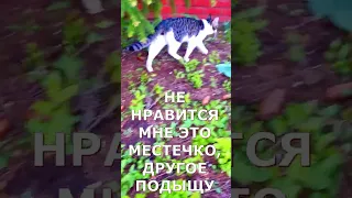 Новый проект МЕЧТАТЬ НЕ ВРЕДНО