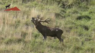 Roaring Red Stag