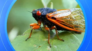 When will cicadas emerge: Rare double brood emergence to bring cicadapocalypse
