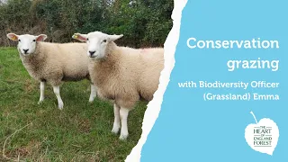 Conservation Grazing at the Heart of England Forest