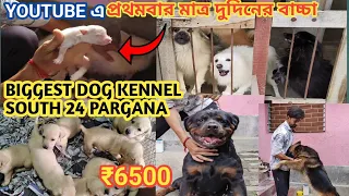 BIGGEST DOG KENNEL OF SOUTH 24 PARGANAS MOTHURAPUR| BEST QUALITY| BEST PRICE|
