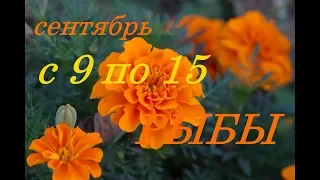 РЫБЫ.С 9 по 15 СЕНТЯБРЯ 2019 г. ПРОГНОЗ на НЕДЕЛЮ.